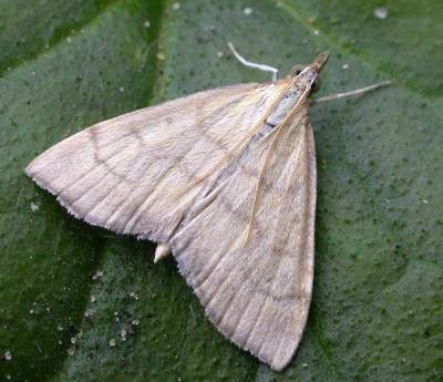 Ebulea crocealis