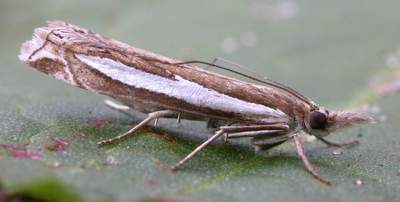 Crambus hamella