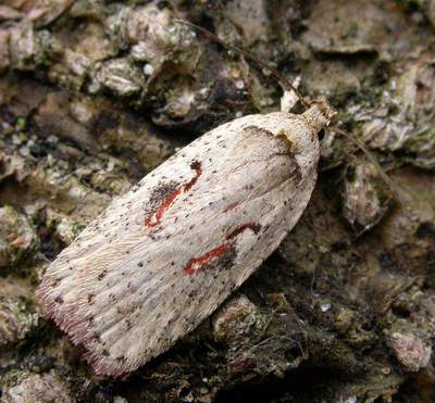 Agonopterix ocellana