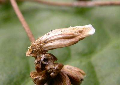 Coleophora taeniipennella case