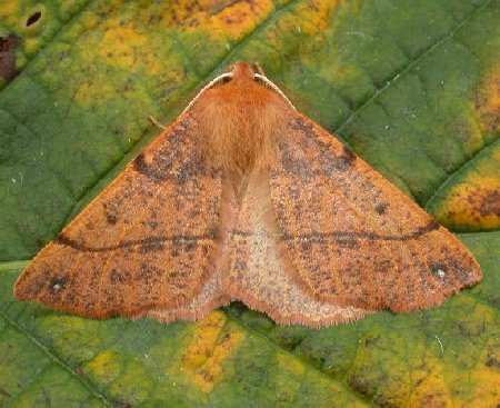 Feathered Thorn