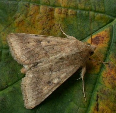 Scarce Bordered Straw