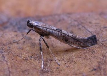 Caloptilia populatorum