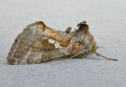Golden Twin-spot