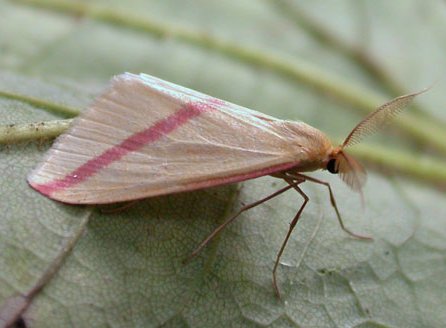 Vestal