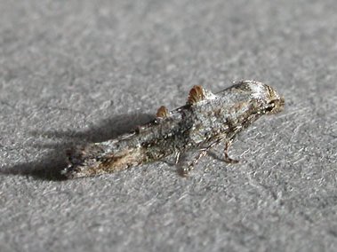 Epermenia chaerophyllella