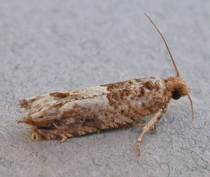 Crocidosema plebejana