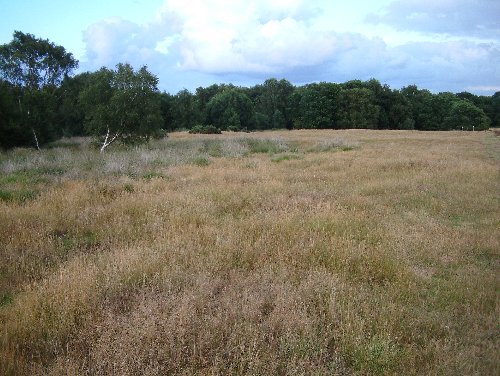 Hinderclay Fen