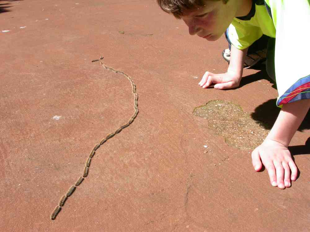 Pine Processionary larvae