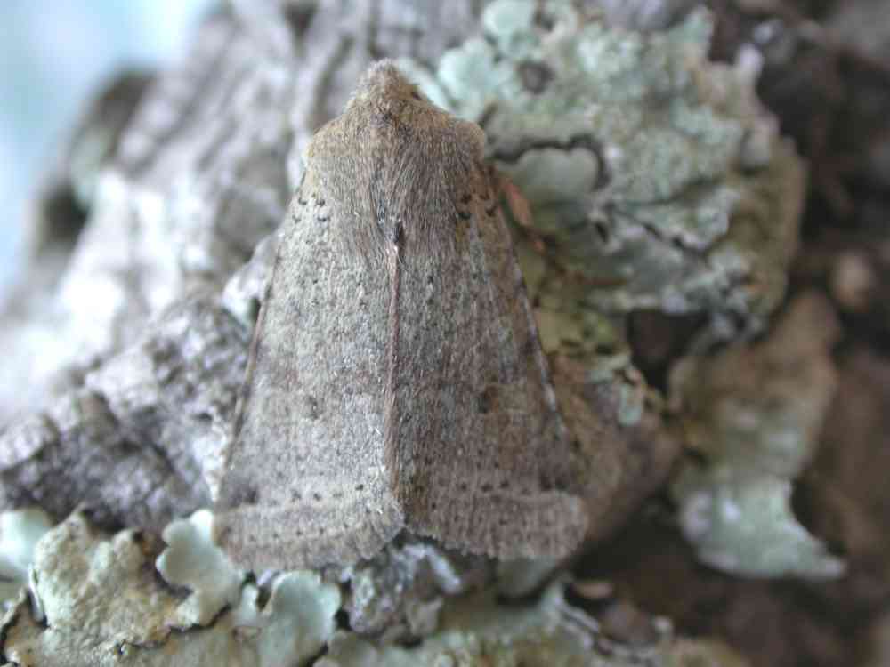 Spudea ruticilla