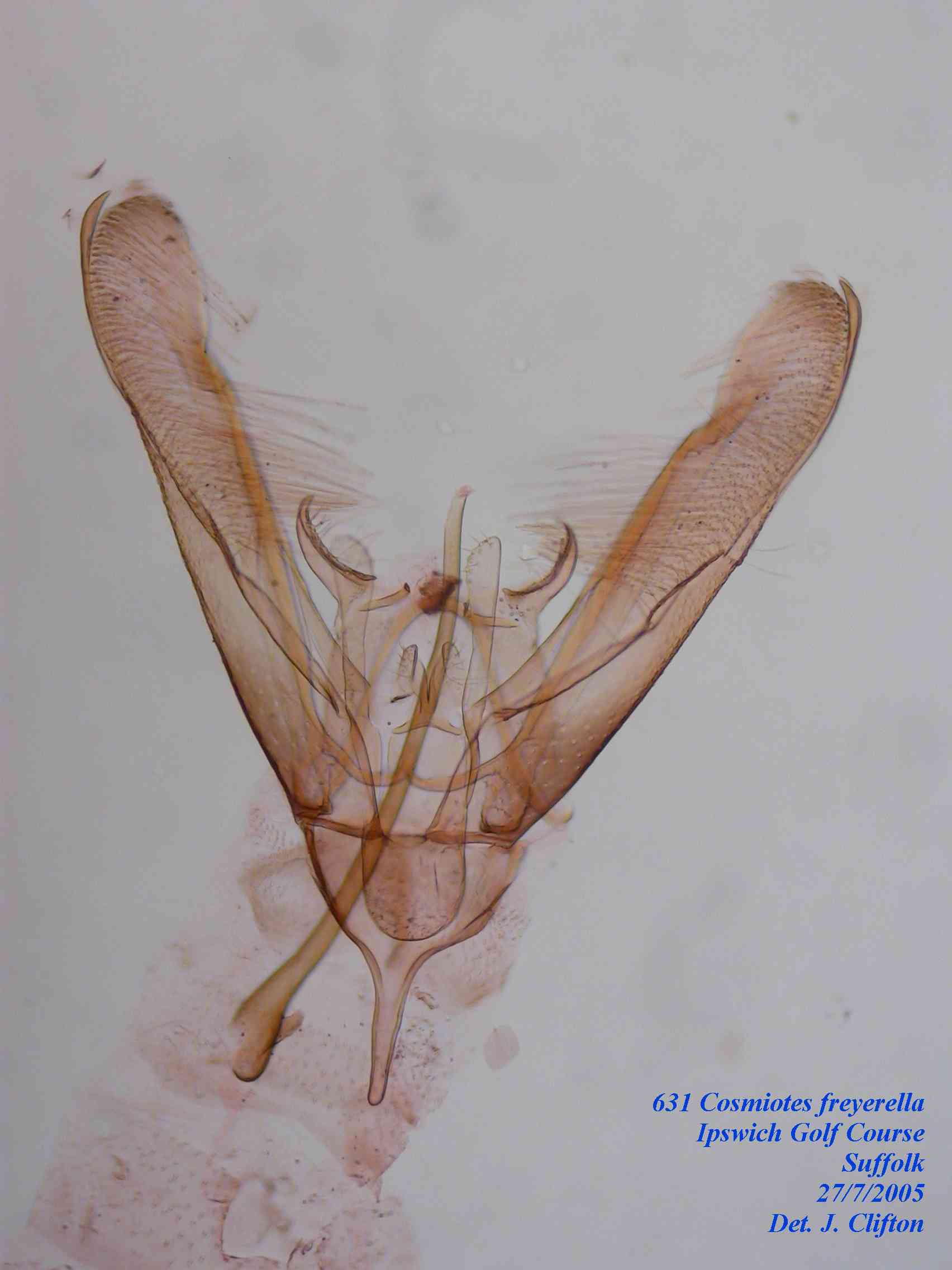 Cosmioties freyerella genitalia