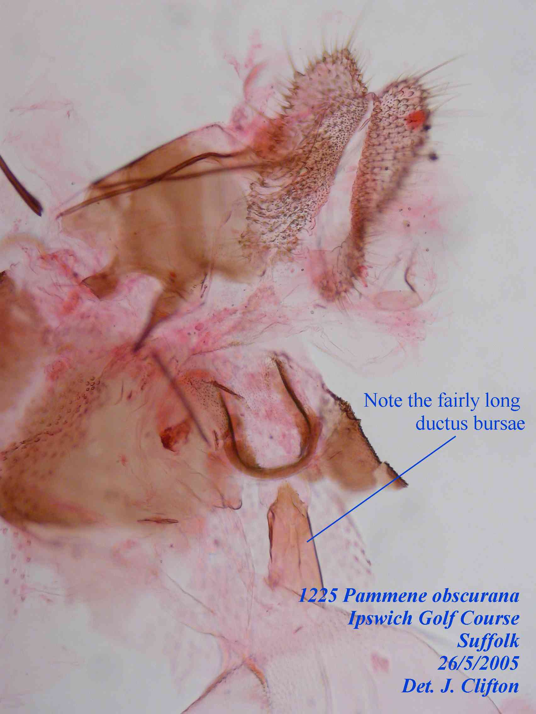 Pammene obscurana genitalia