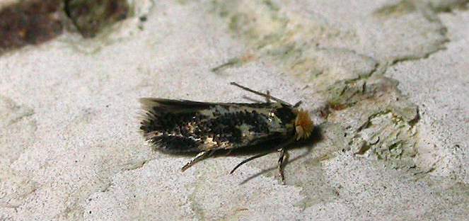 Ectoedemia hannoverella