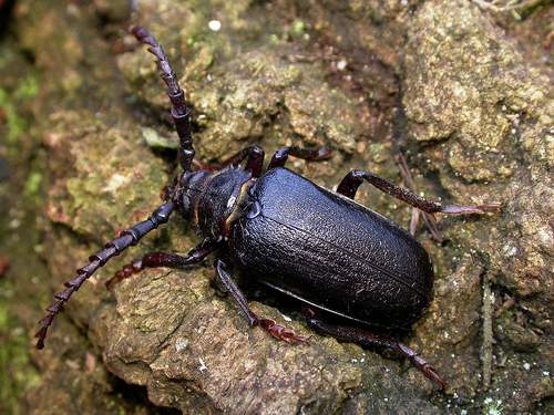 Sawyer Beetle