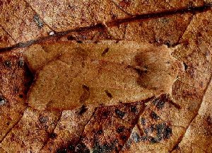 Beaded Chestnut