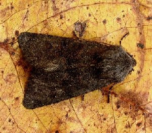 Deep-brown Dart