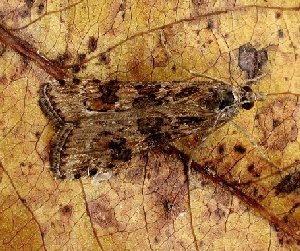 Nomophila noctuella