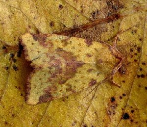 Pink-barred Sallow