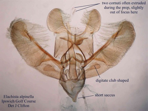 Elachista Alpinella Genitalia