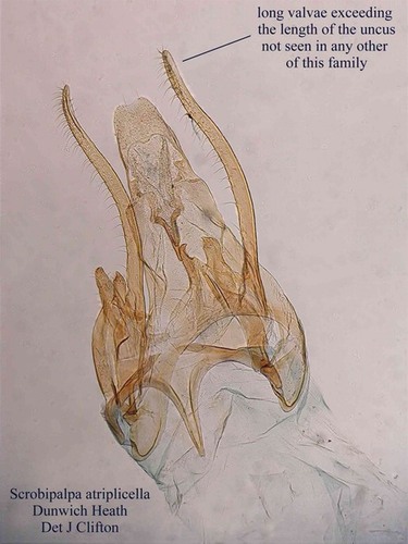 Scrobipalpa atriplicella genitalia