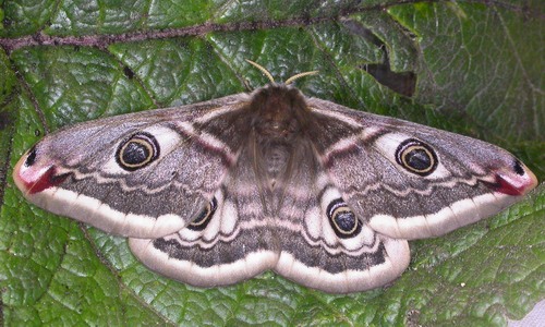 Emperor Moth