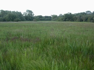 Thelnetham Fen