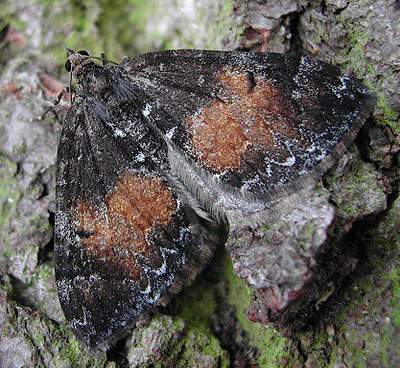 1764 Common Marbled Carpet, Chloroclysta truncata , (Hu