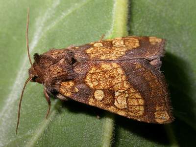 The Moths of Suffolk - 2364 Frosted Orange, Gortyna fla