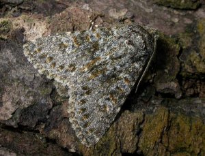 Suffolk Moth Group Newsletter - Issue 31